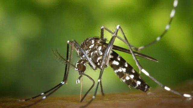 Dengue: récord de casos en el país, y advierten que el pico aún no llegó