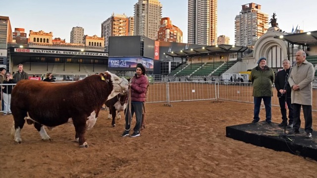 De la Copa América a la Rural: el toro Lautaro Místico, primer Hereford en la pista central