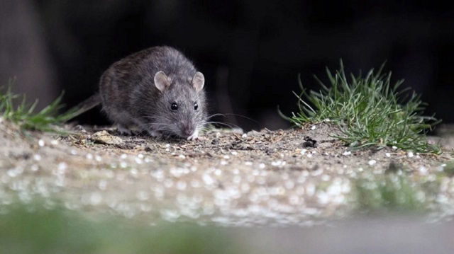 Alarma en Salta: 12 casos de hantavirus y cinco fallecidos