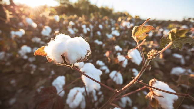 Eliminan plan de asistencia financiera estatal a productores algodoneros