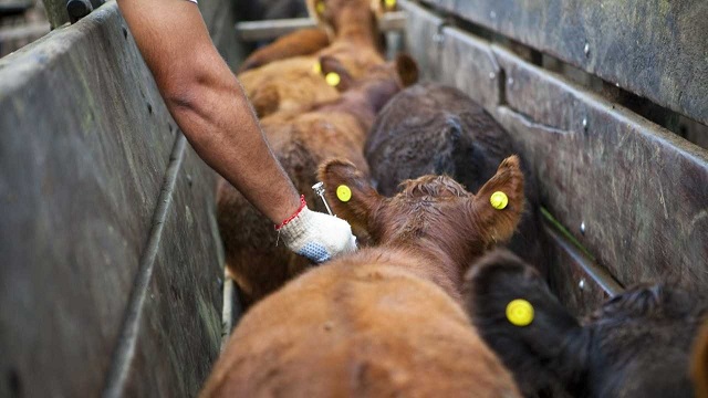 El 17 de octubre inicia en Chaco la segunda campaña de vacunación contra la fiebre aftosa y la brucelosis bovina