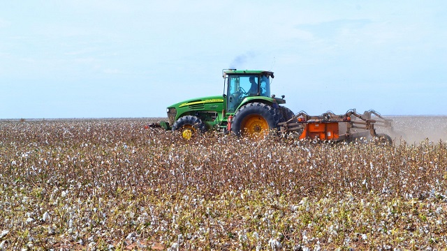 Chaco: Productores algodoneros deben inscribirse en el Sipach, antes del 10 de septiembre  