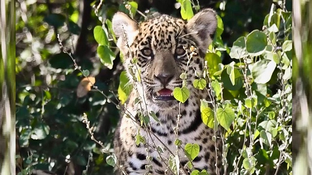 CONFIRMAN UN SEGUNDO NACIMIENTO DE YAGUARET&Eacute; EN EL PARQUE NACIONAL EL IMPENETRABLE