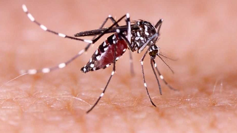 Chaco registró 198 casos positivos de Dengue en la última semana