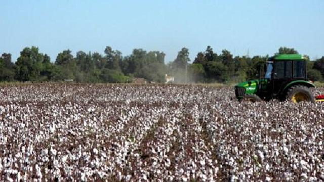 Campaña Algodonera: Más de 415 millones recibieron este martes los productores  