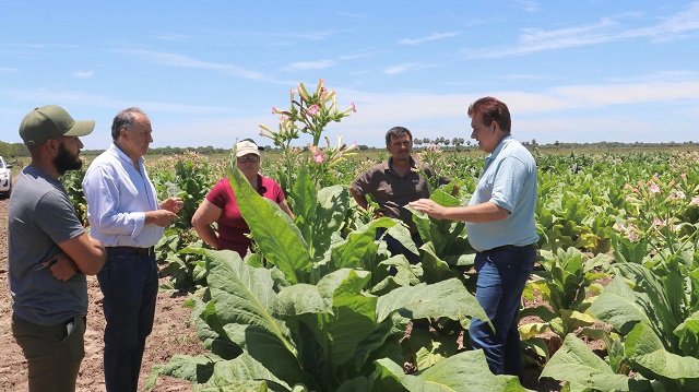 DUDIK DESTACÓ EL BUEN PRESENTE DE LA PRODUCCIÓN TABACALERA EN EL ZAPALLAR NORTE Y LOS PARAGUAYOS
