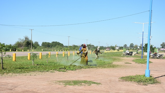 La Municipalidad realiza trabajos de reposición y mantenimiento de plantas en el acceso norte 