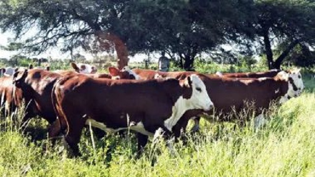 Ganader&iacute;a: Actualizaci&oacute;n de tasas para tr&aacute;mites de marcas y se&ntilde;ales a partir del 2026 