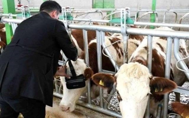 Colocan lentes de realidad virtual a vacas para que den más leche