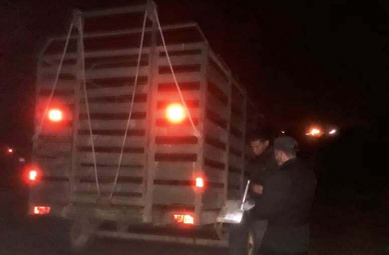 Villa Ángela: Secuestran 4 vacunos que eran transportados en un trailer sin la documentación correspondiente
