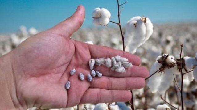 Productores Algodoneros Chaqueños accederán a semillas certificadas con una bonificación del 60%