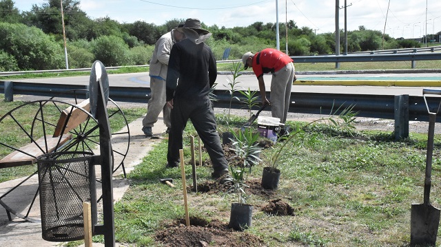 Acceso Norte: El Municipio avanza con la plantaci&oacute;n de Laurel de jarf&iacute;n y limpieza de malezas  