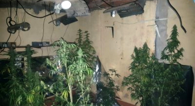 Resistencia: fueron a apagar un incendio y hallaron un cultivo de marihuana