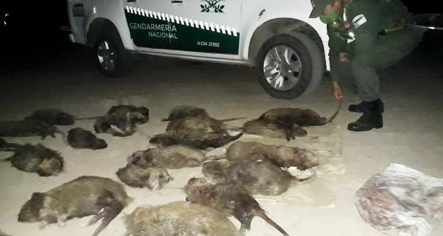 Villa Ángela: En un operativo camino por camino a "Los Gansos" Gendarmería secuestró 25 nutrias muertas 