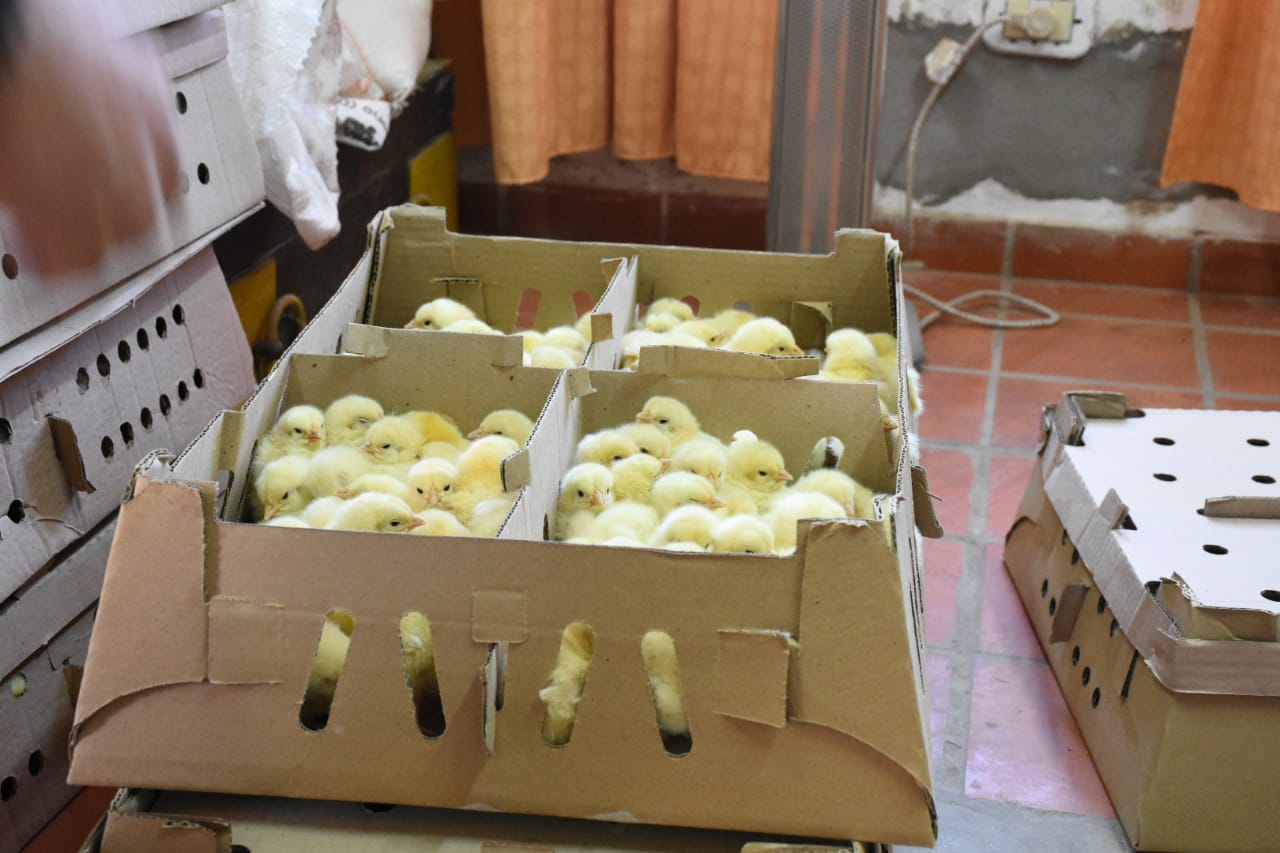 El Municipio realiza la entrega de pollos parrilleros a bajo costo  
