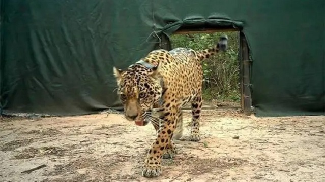 Buscan a la yaguareté Acaí: ofrecen una recompensa récord de $250 millones